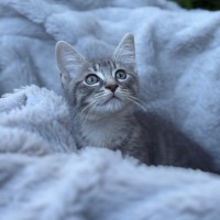 Photo of Sawyer 😽🧵🩵