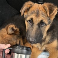 Photo of Alfie