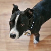 Photo of Crebra