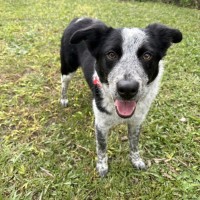 Photo of Patches