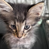 Photo of Winston 