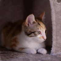 Photo of Harman   Meet Me @ Petstock Prahran 15 Feb