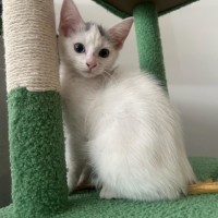 Photo of Bowie *9 Lives Project Rescue*