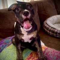 Photo of Snickers