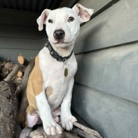 Photo of Dunkin Butterbean