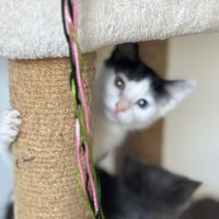 Photo of Kiwi Meet Me@Petstock Mornington Nepean Hwy 