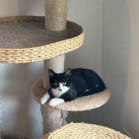 Photo of Deja Meet Me@Petstock Mornington Nepean Hwy