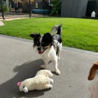 Photo of Rocky