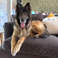 Photo of Humphrey Bear
