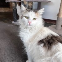 Photo of Biscuit