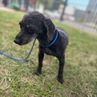 Photo of Hettie