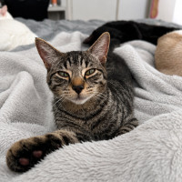 Photo of Koda
