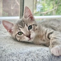 Photo of Black Pearl