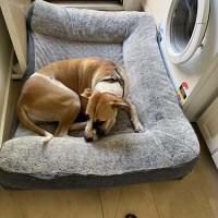 Photo of Goldie