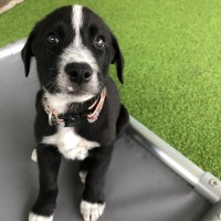 Photo of D1268 Rupert