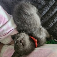 Photo of Astro