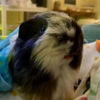 Photo of Banjo