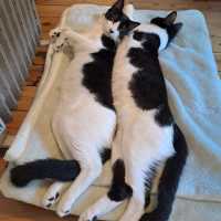 Photo of Rocky Road & Oreo