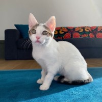 Photo of Snowey
