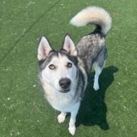 Photo of Missy Imp 2459