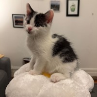 Photo of Oreo