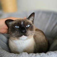 Photo of Mocha 