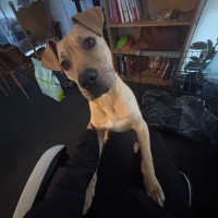Photo of Daedalus