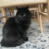 Photo of Cilla * 9 Lives Project Rescue*