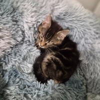 Photo of Tiger