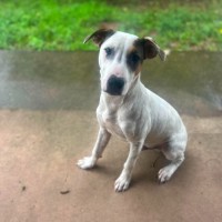 Photo of Harley