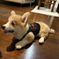 Photo of Daisy