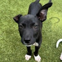 Photo of D1232 Vincent Van Gogh