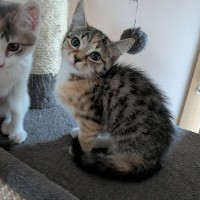 Photo of Mouse 