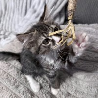 Photo of Apple *9 Lives Project Rescue*