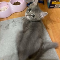 Photo of Daphne