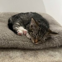 Photo of Kooro *9 Lives Project Rescue*