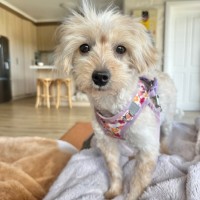 Photo of Teacup