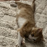 Photo of Ragu