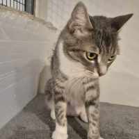 Photo of Freya ** 2nd Chance Cat Rescue **