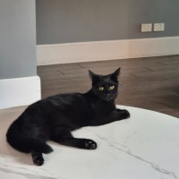 Photo of Piper