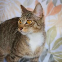 Photo of Daisy & Momo @ Pe Tstock Prahran!