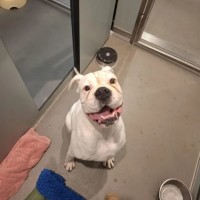 Photo of Bandit