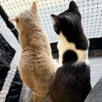 Photo of Professor Chaos