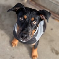 Photo of Kipper