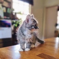 Photo of Mash   Located In Coburg