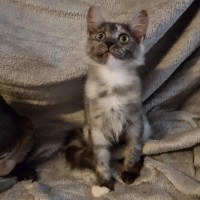 Photo of Harlow 🌷