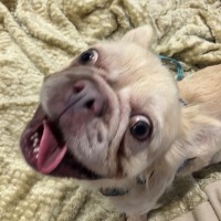 Photo of Snowy 