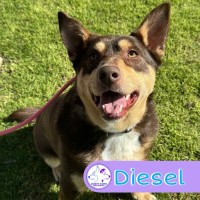 Photo of Diesel