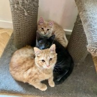 Photo of Sunny, Comet And Fox
