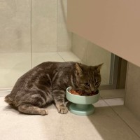 Photo of Romeo